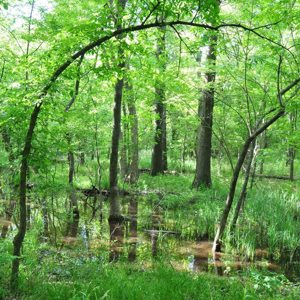 Summer Discovery Walk 2