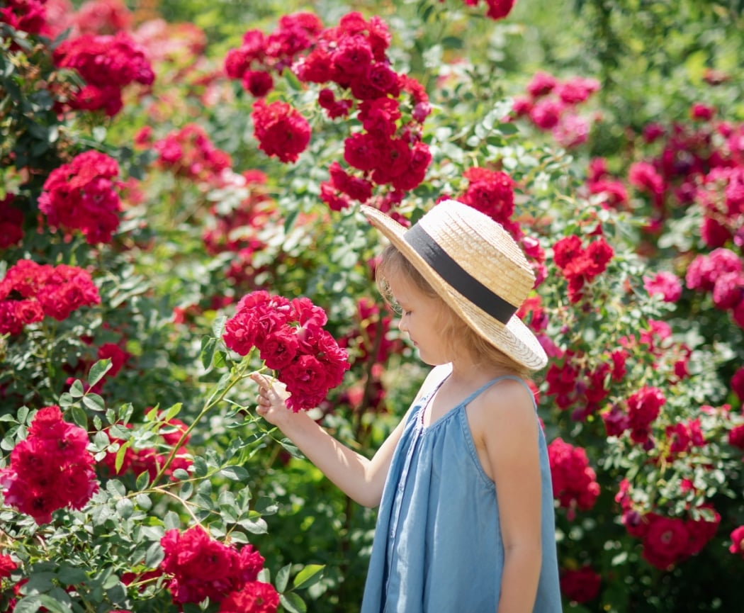 Rose Garden - Roads to Rose 1