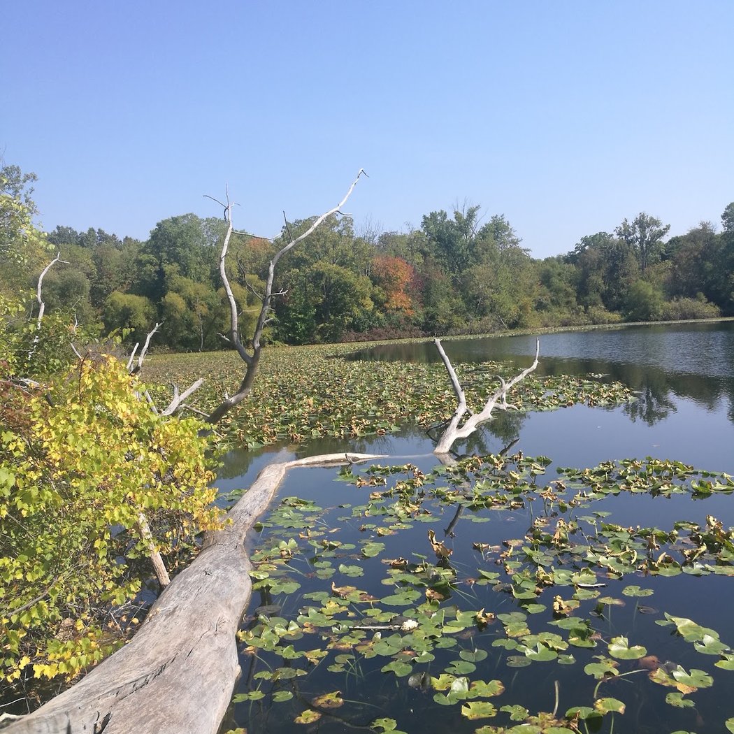 Dolph Nature Area 1