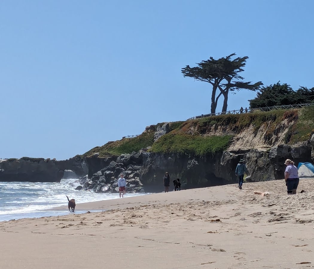 West Cliff Dog Park 2