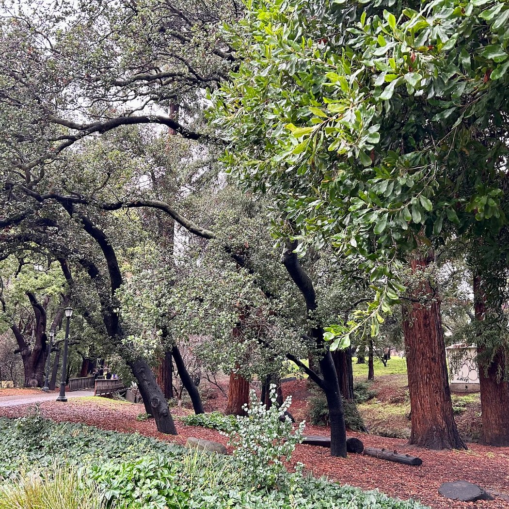 The Eucalyptus Grove 3