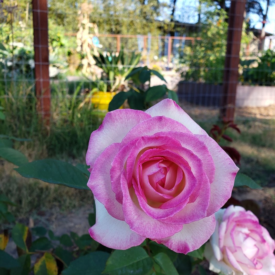 Millbrae Community Garden 1