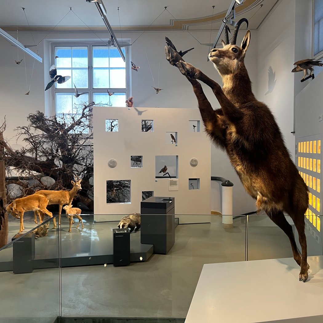 Naturmuseum Winterthur 3