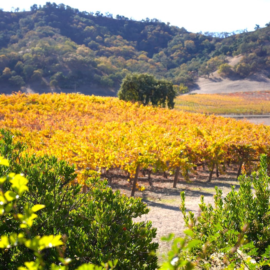 Clos LaChance Winery 5