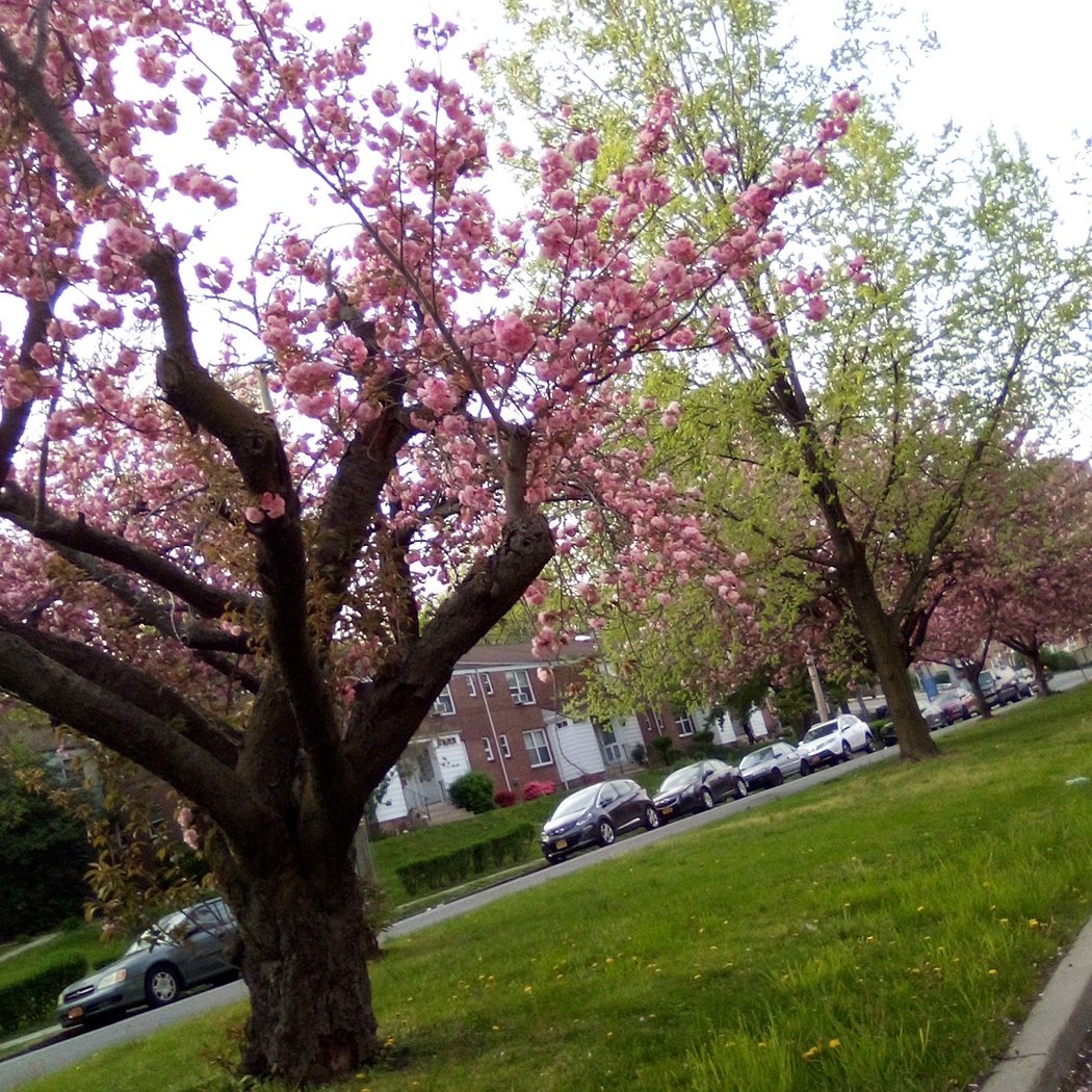 Bronxville 1