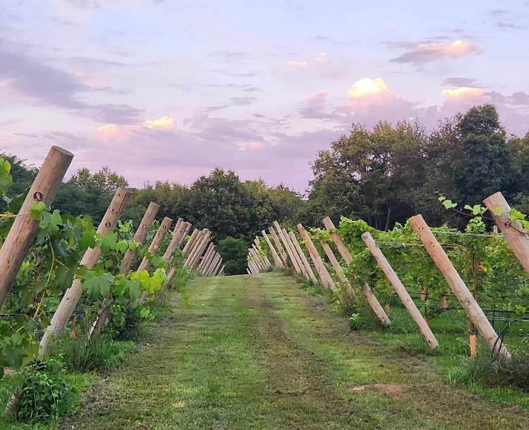 Yoga On The Vineyard 2