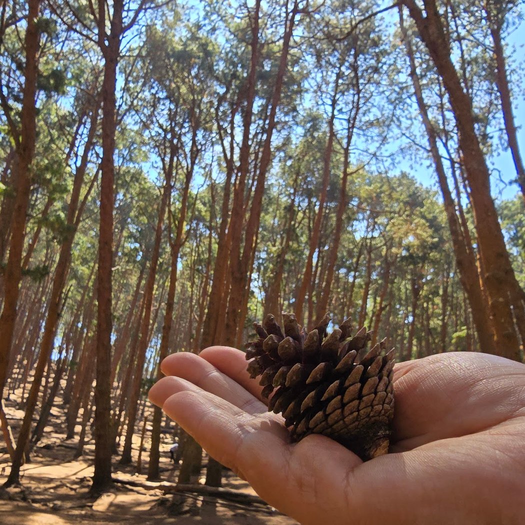 Pine Forest 2
