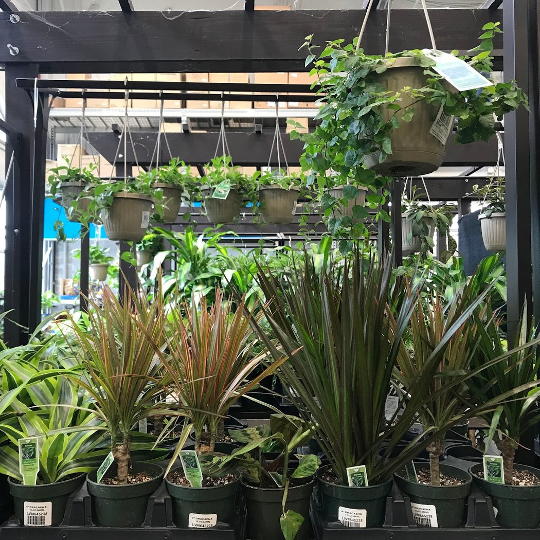 Lowe's Garden Center 3