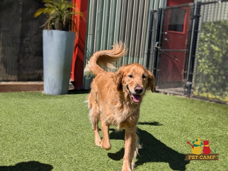 Pet Camp San Francisco 3