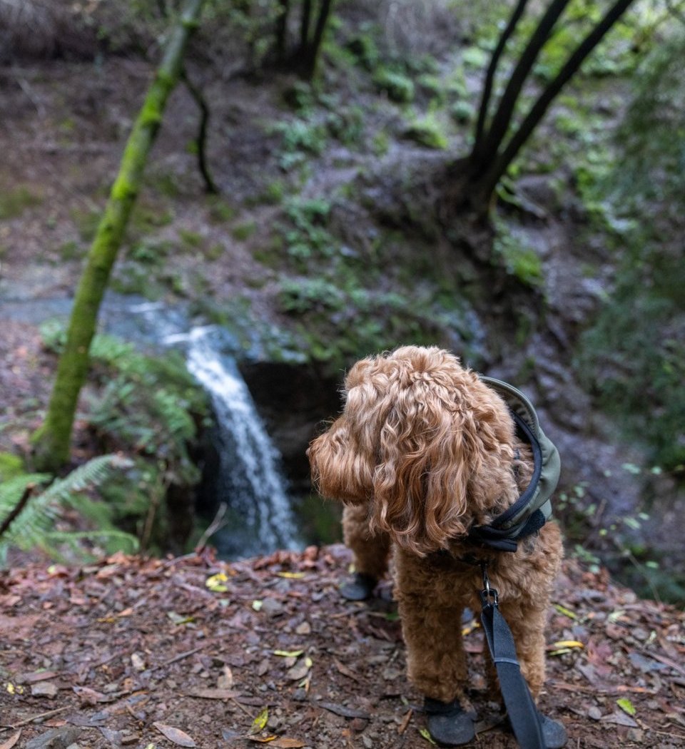 Dawn Falls Trailhead 2