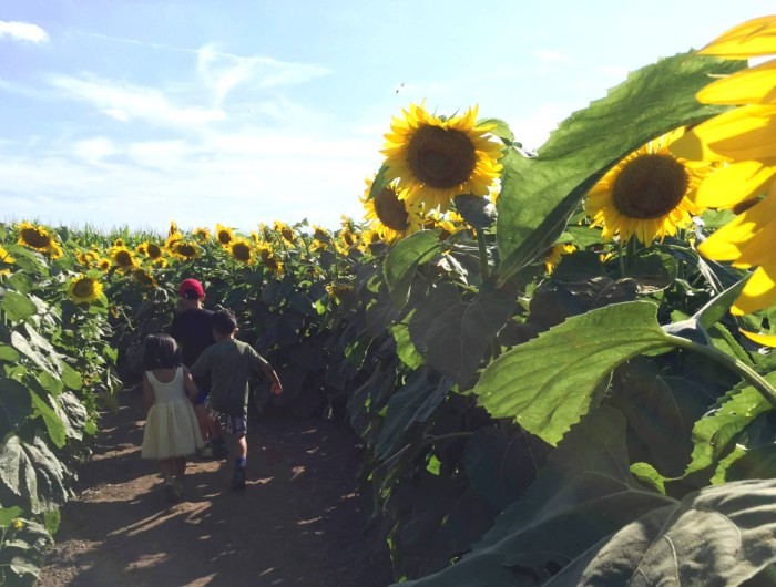 Sunflower Maze 5