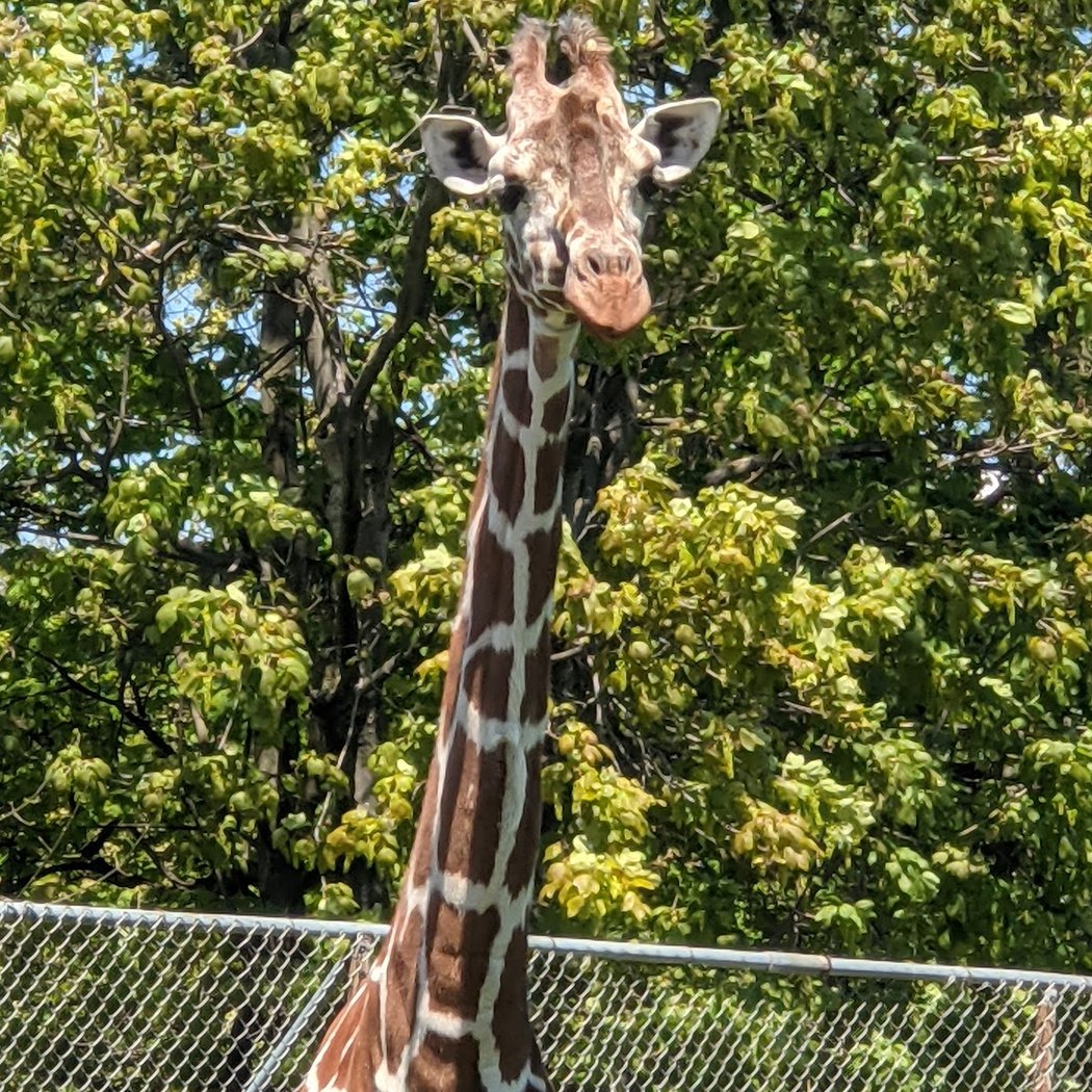 The Buffalo Zoo 3