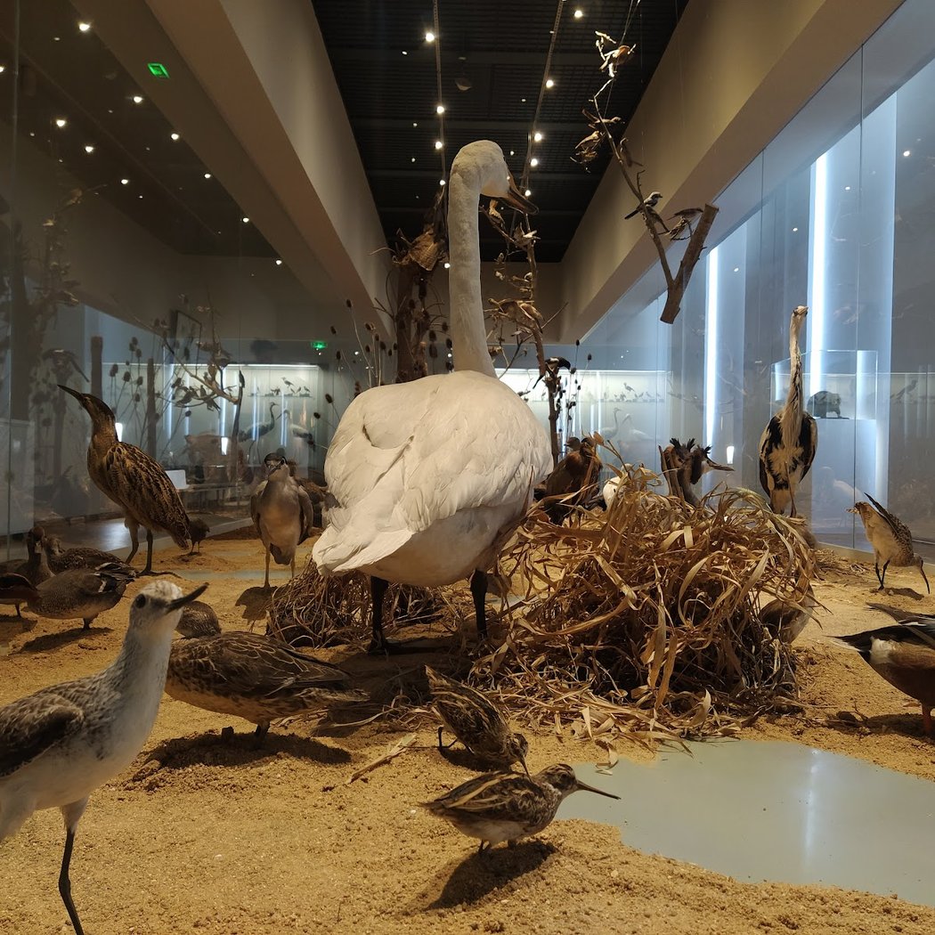 Museum Bernard d'Agesci 1