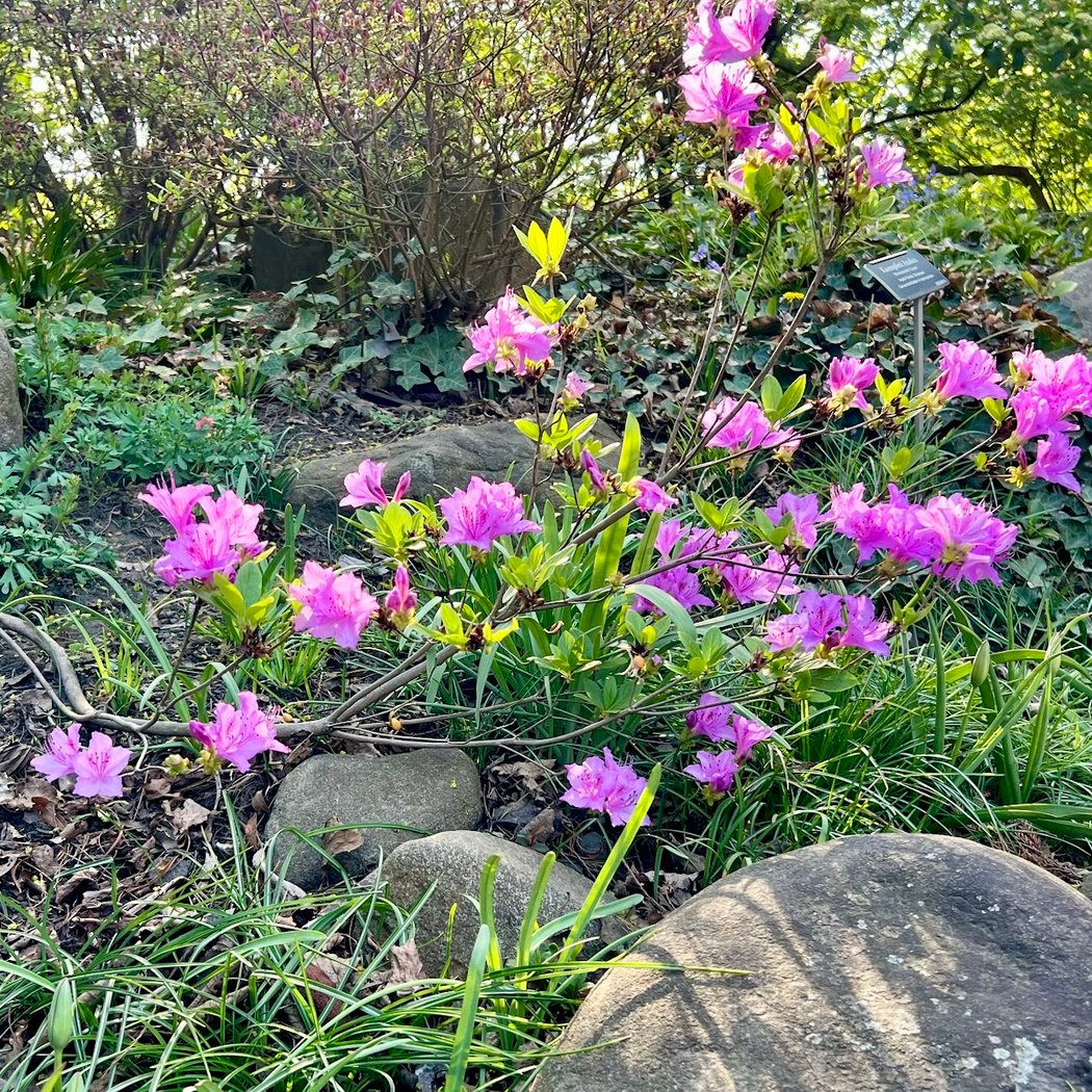 Rock Garden 1