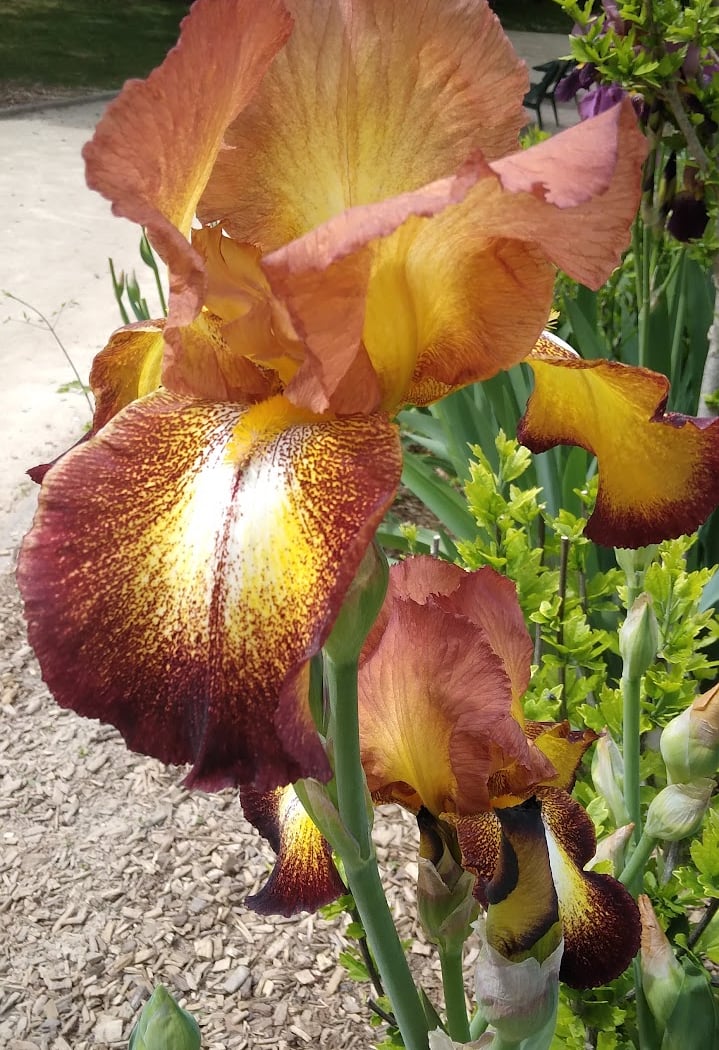 Jardin Christiane Desroches-Noblecourt (ex-de la place Rodin) 1