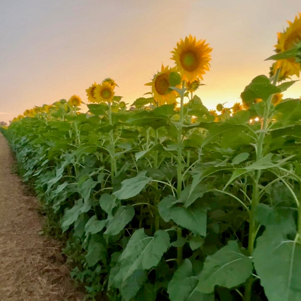 Whitetails Farm - Sunflower Field Experience 3