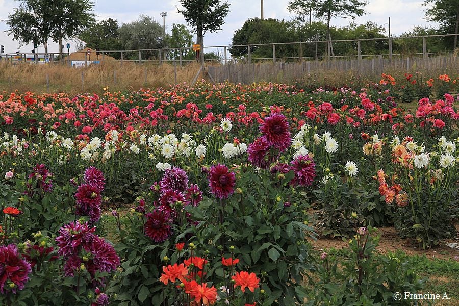 Parc départemental des Lilas 1