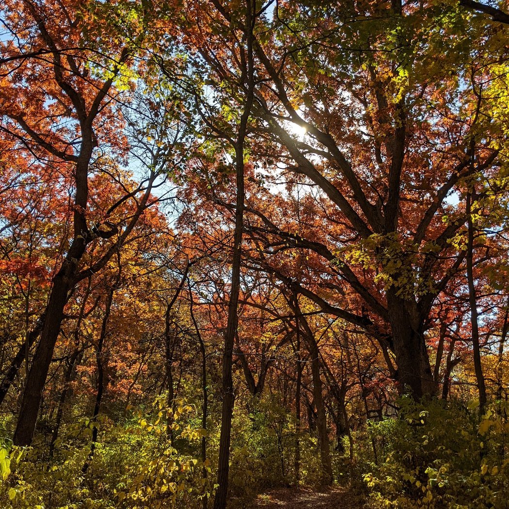 Brown's Woods 1