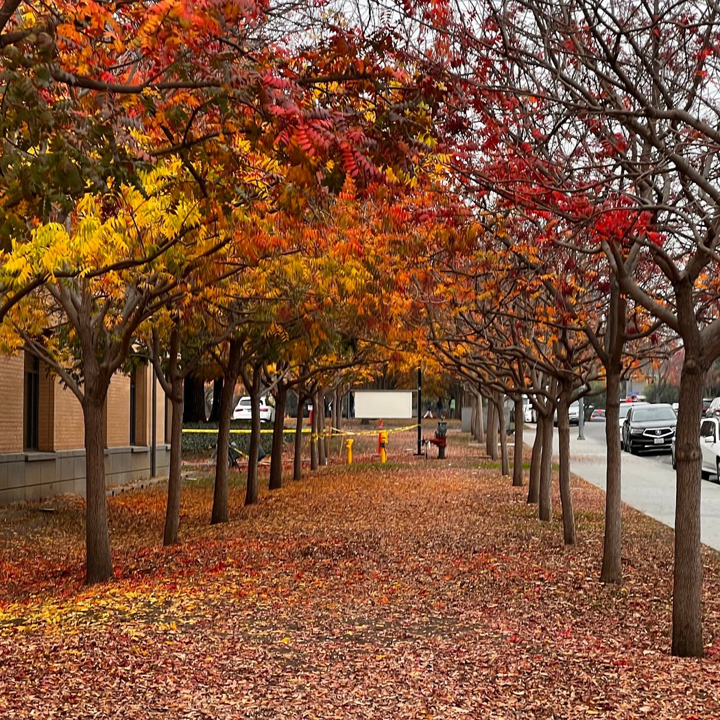 Cupertino Library 3