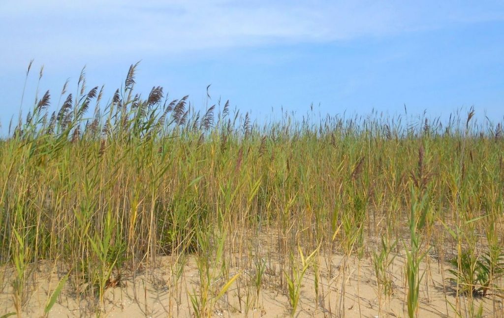 Gunnison Beach 2
