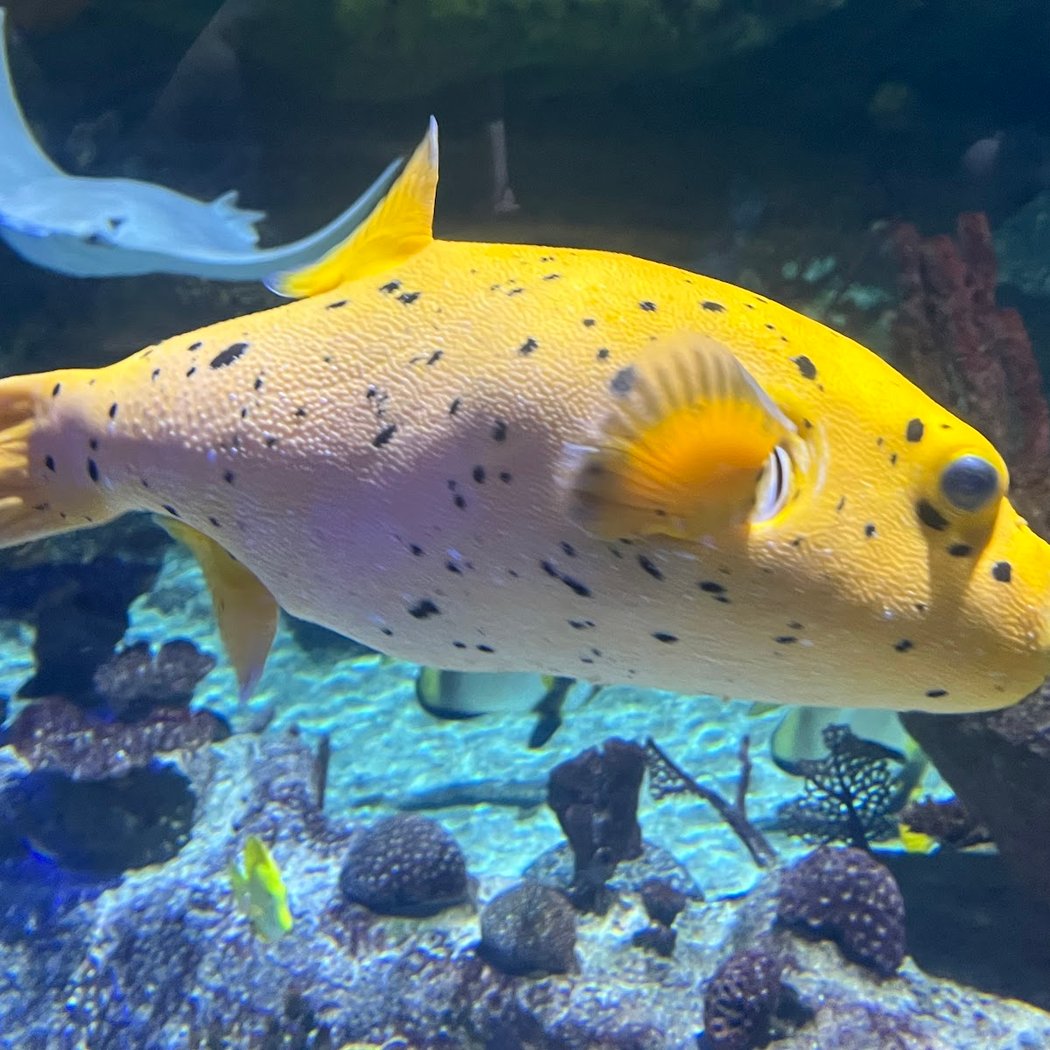 Sea Life Aquarium Val d’Europe 1