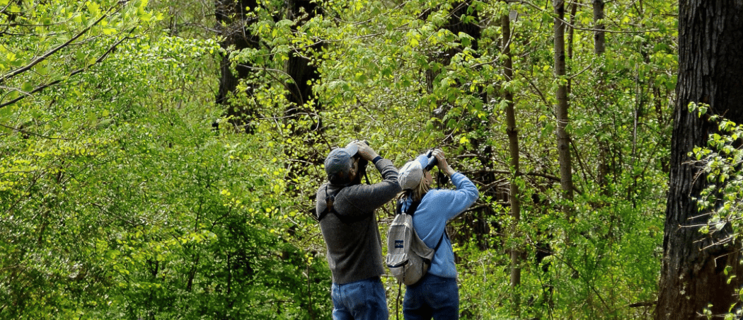 Bird Watching in Prospect Park 1