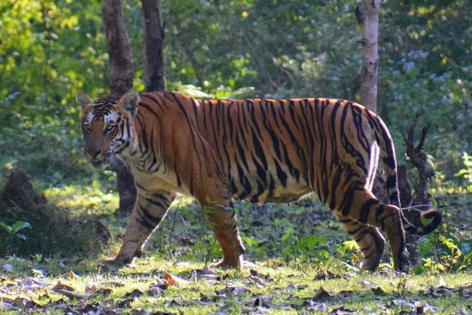 Nagarahole Tiger Reserve 1