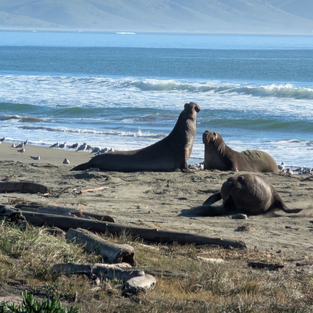 Ranger Program: Northern Elephant Seals 1