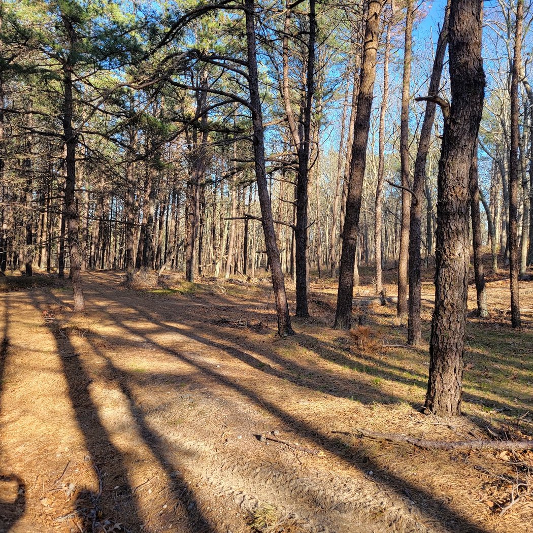 Long Island State Pine Barrens Preserve 2