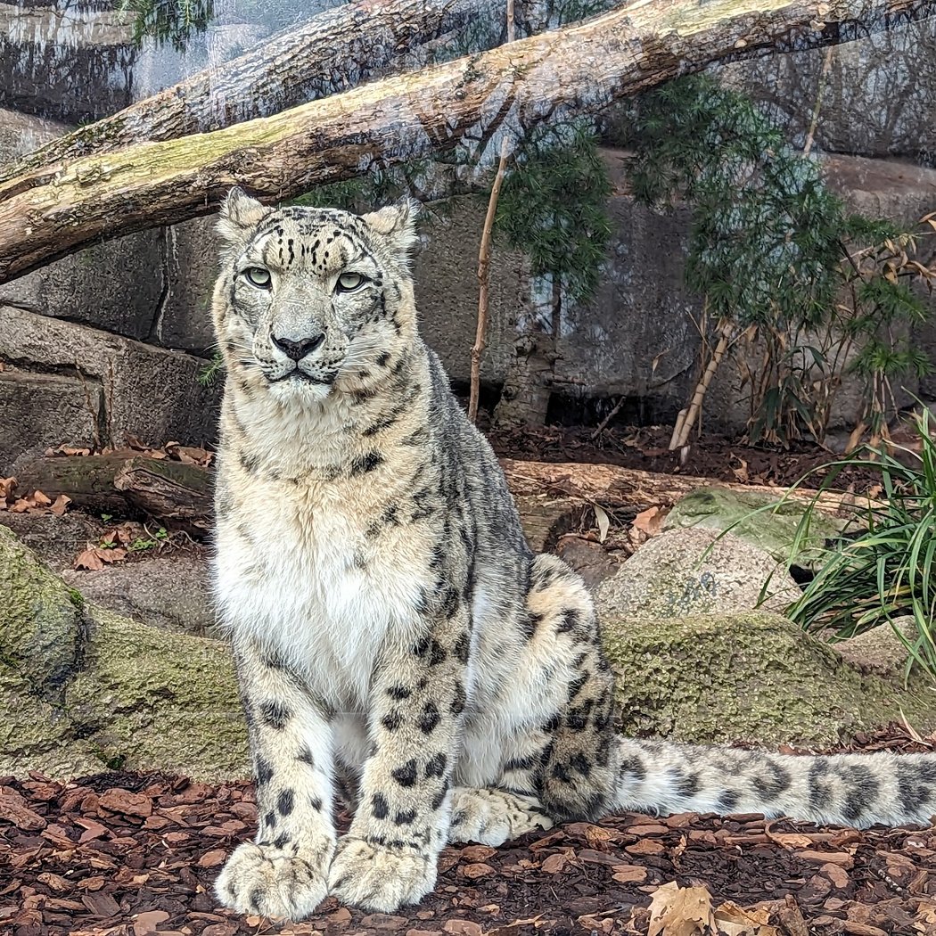 La Ménagerie, le zoo du Jardin des Plantes 1
