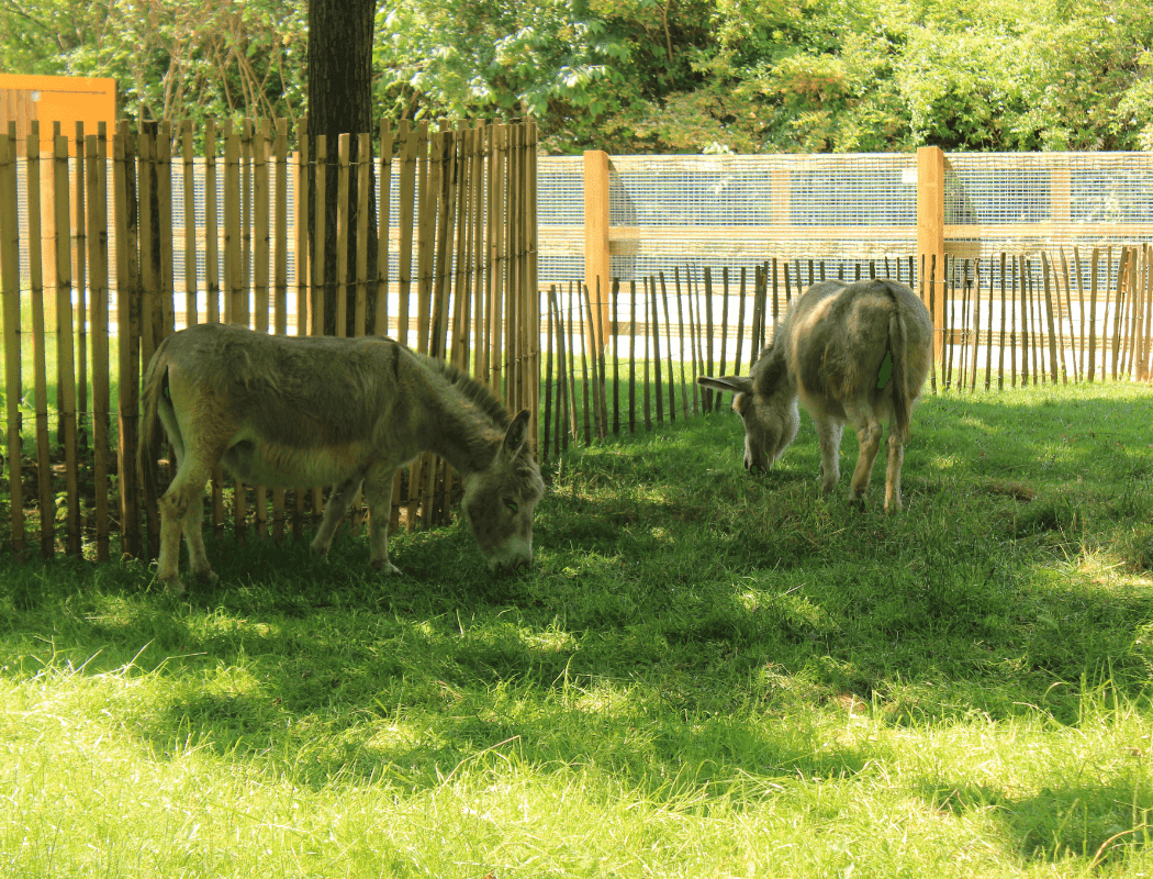 Les matins fermiers - Atelier Ferme de la Villette 3