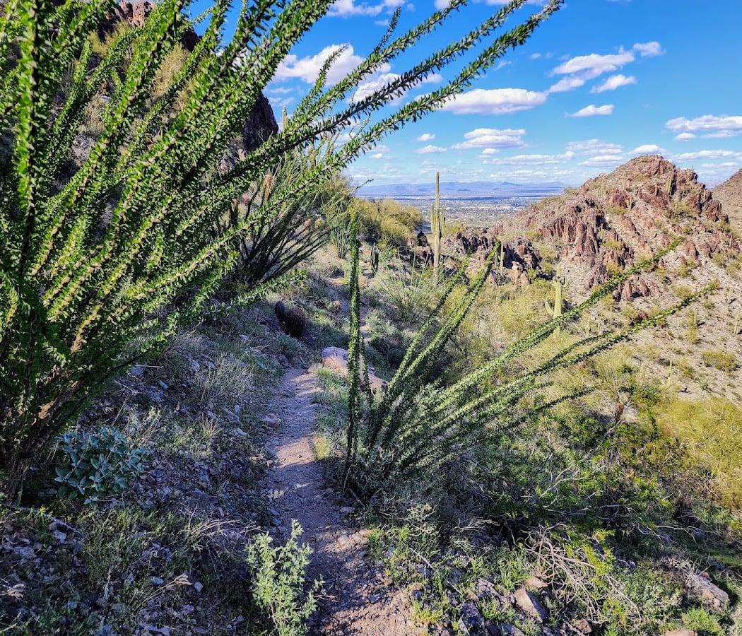 Phoenix Mountains Preserve 1