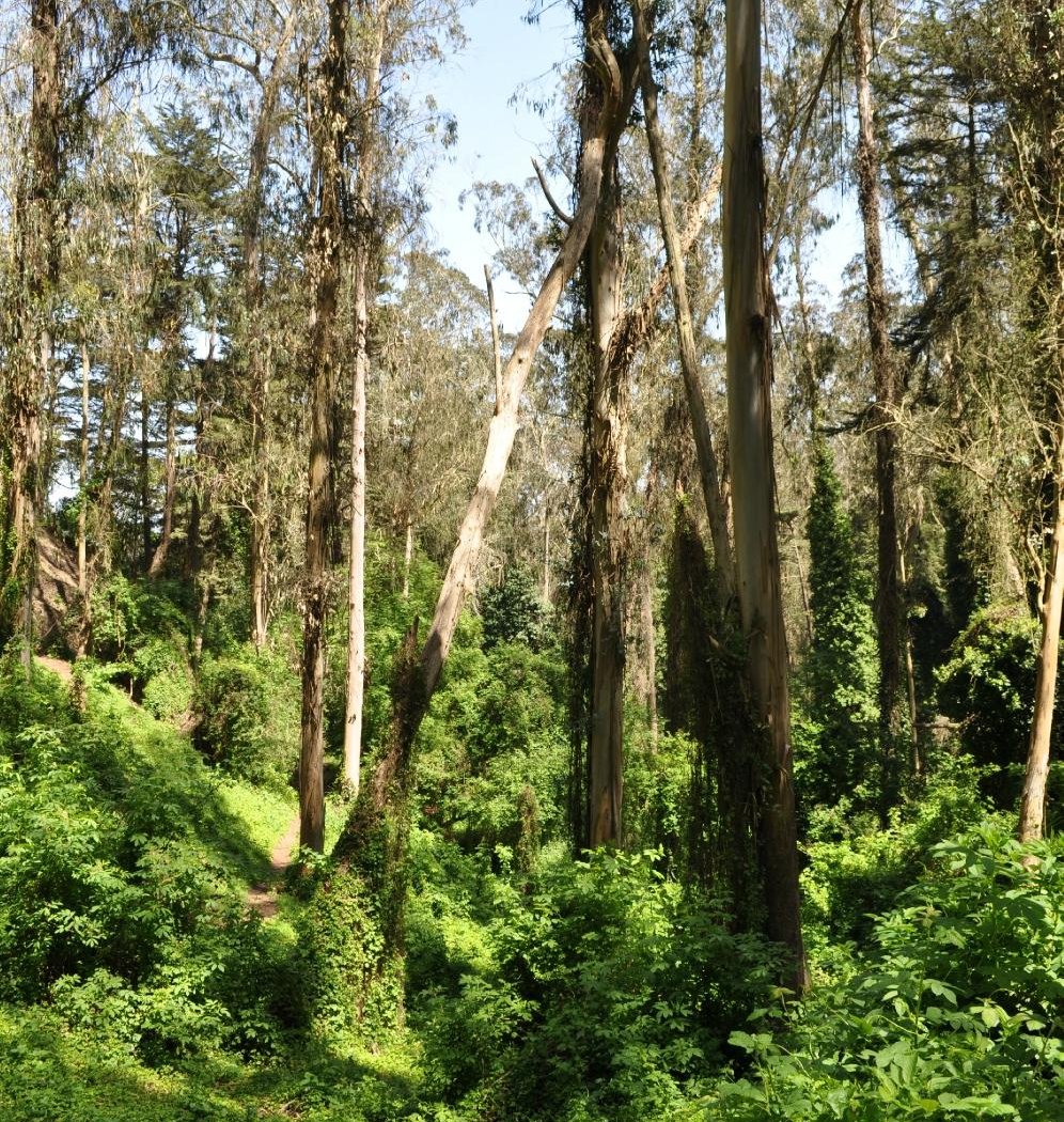 Forest Knolls 1