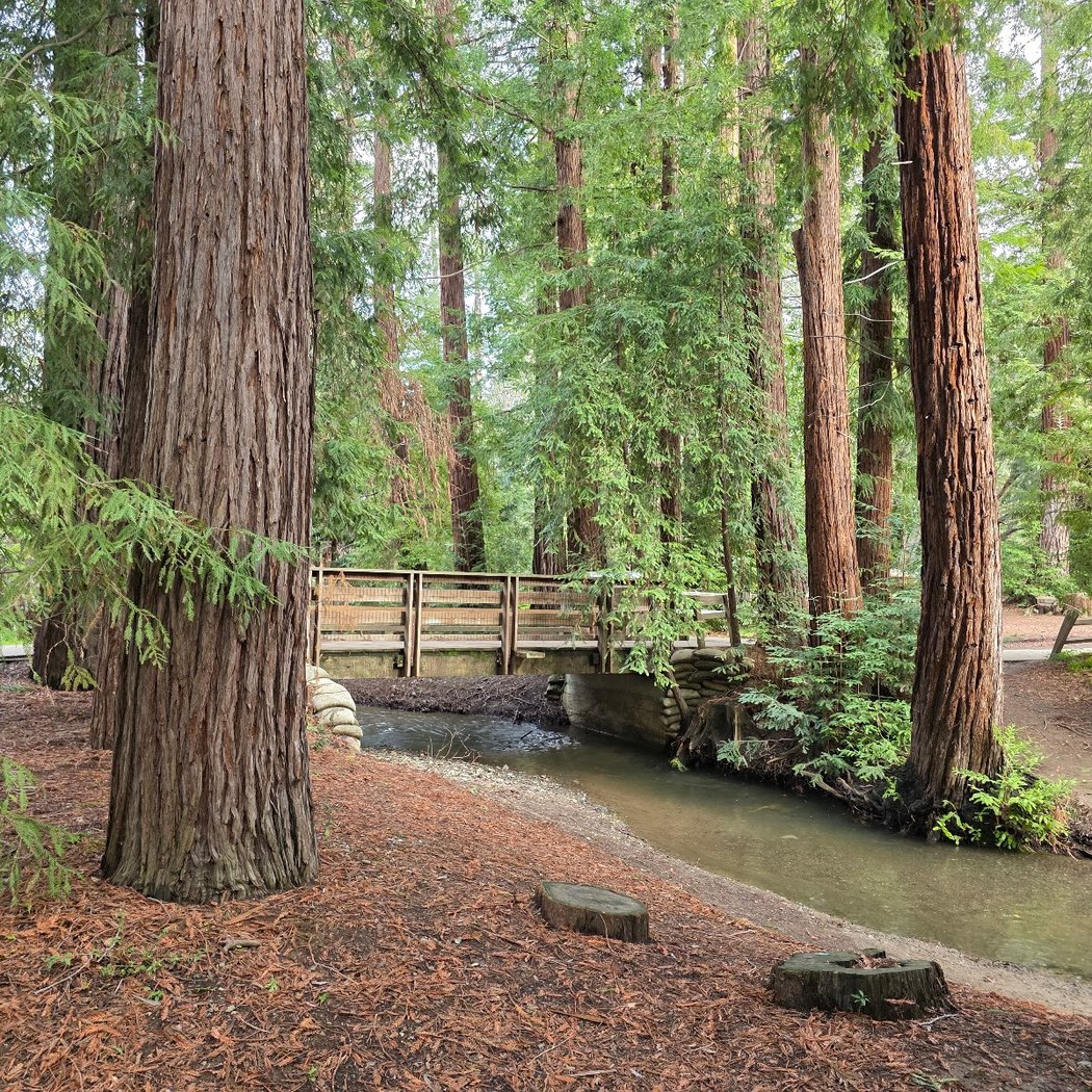 Volunteer Outdoors at Redwood Grove 3