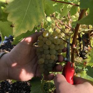 Visite-Les vignes du bois de Vincennes, le plus grand vignoble de Paris