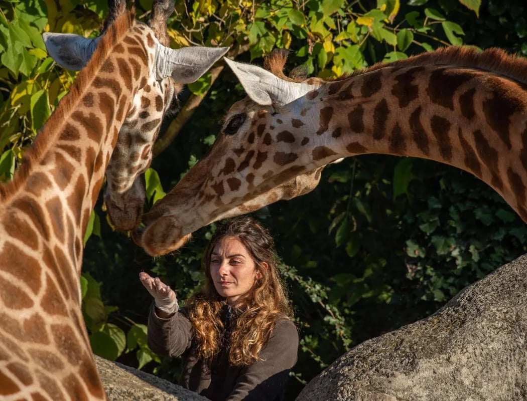 Petit-déjeuner avec les girafes 1