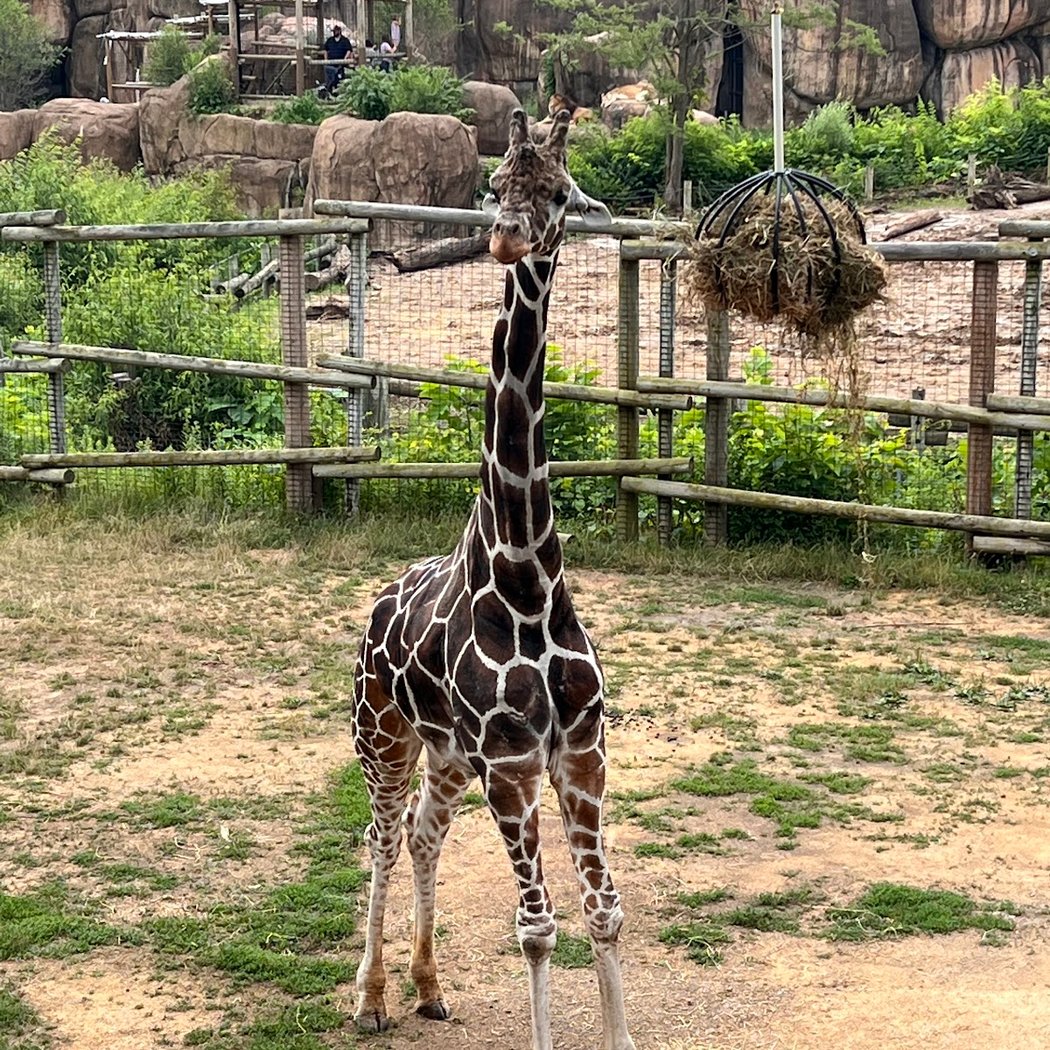 Peoria Zoo 2