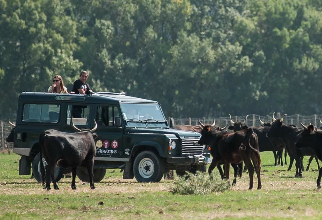 Camargue otherwise 4X4 safari 1