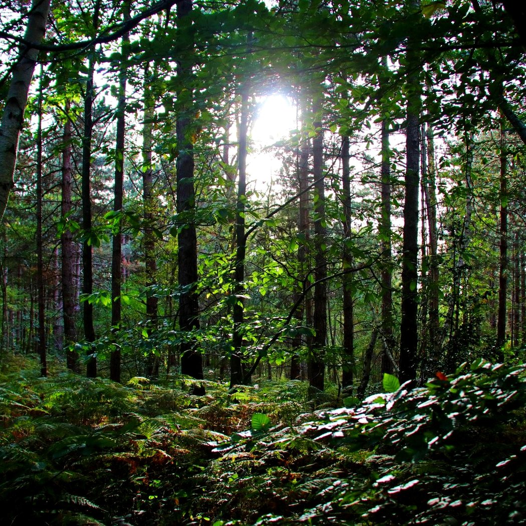 Foret de Rosny 1