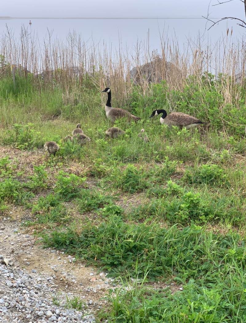 Spring Creek Park 2