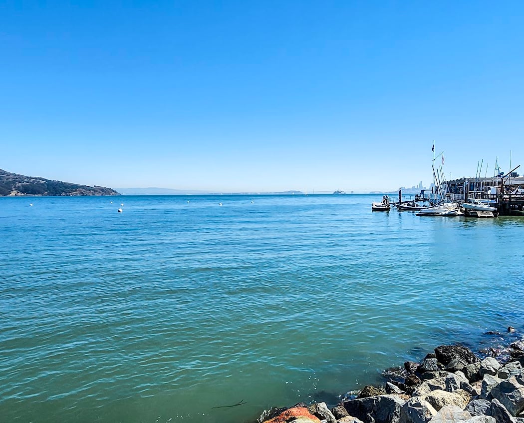 Dogs by the Bay 2026 3