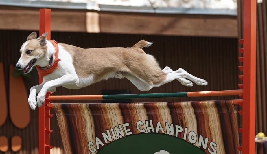 Canine Champions for Conservation 1