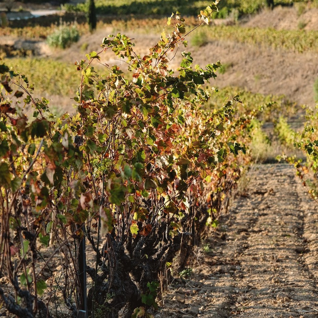 MY WINE ADVENTURE 3