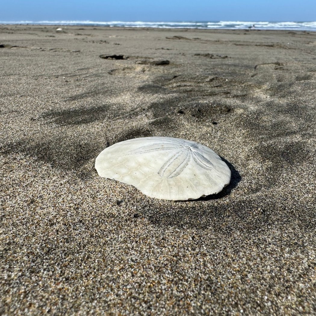 SF’s Annual Sandcastle Classic 3
