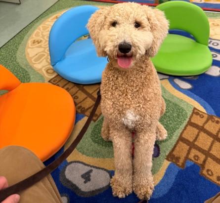 Reading with Teddy 1