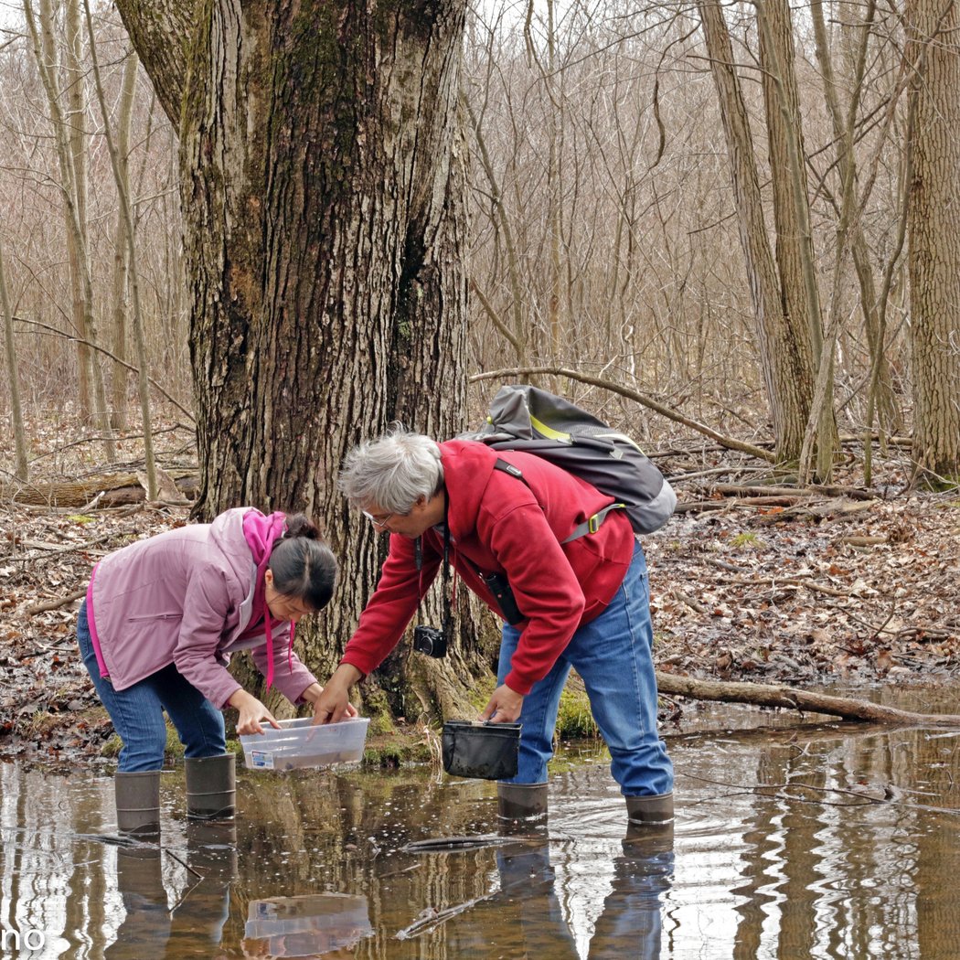 Watersmeet Prairie Grove Restoration Workday 4