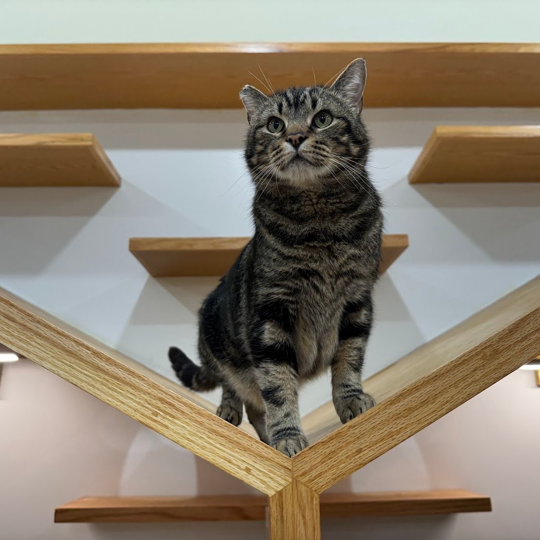 Meow Parlour Cat Cafe 1