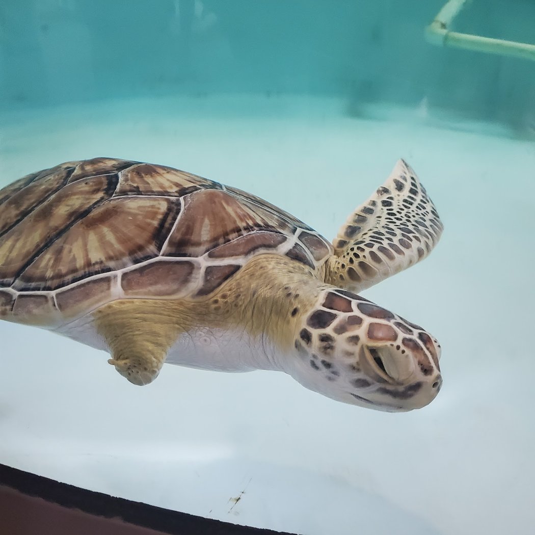 Sea Turtle, Inc. 1