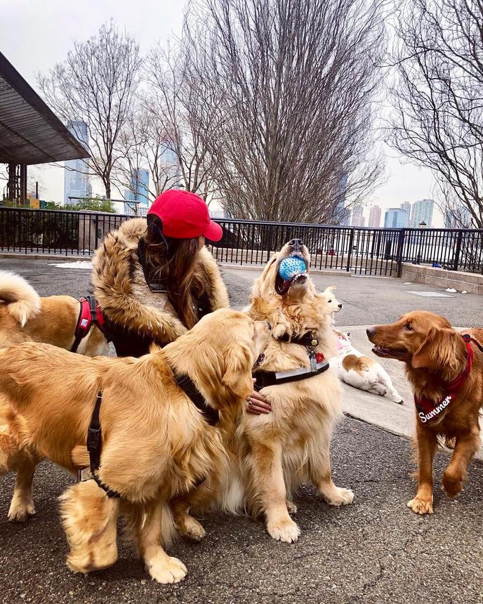 Sirius Dog Run 2