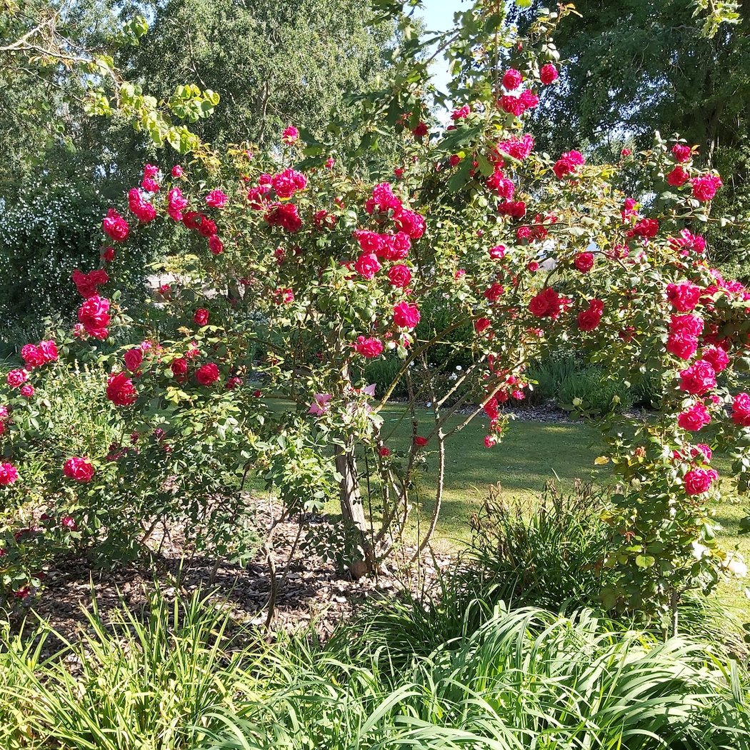 Rose Garden - Roads to Rose 3